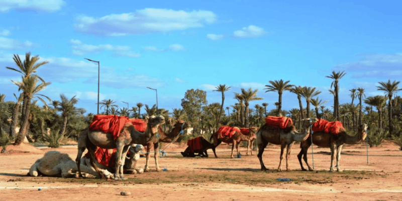 From Casablanca: Day Trip to Marrakech With Camel Ride - Visiting Koutoubia Mosque