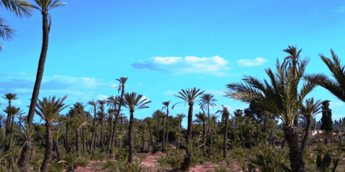 From Casablanca: Day Trip to Marrakech With Camel Ride - Discovering Jemaa El-Fnaa
