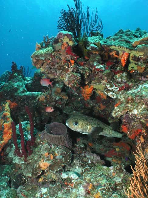 From Castries: St. Lucia Scuba Diving Excursion - Who Should Consider This Tour?