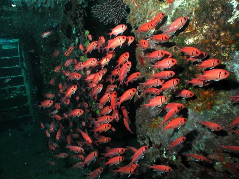 From Castries: St. Lucia Scuba Diving Excursion - The Sum Up