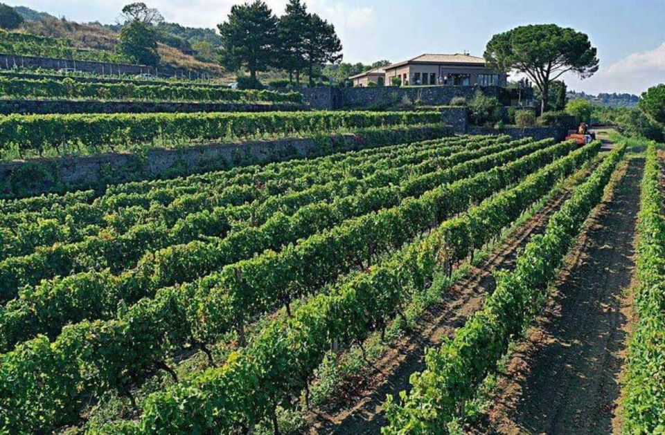 From Catania: Guided Hike on Etna, Wines and Nibbles - Frequently Asked Questions