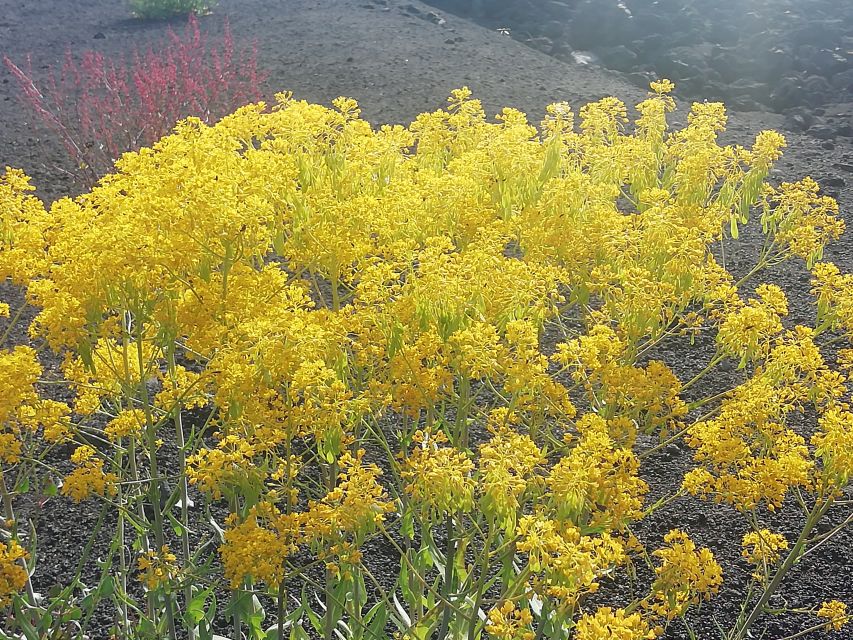 From Catania: Mount Etna and Alcantara Gorges Day Trip - Inclusions and Exclusions