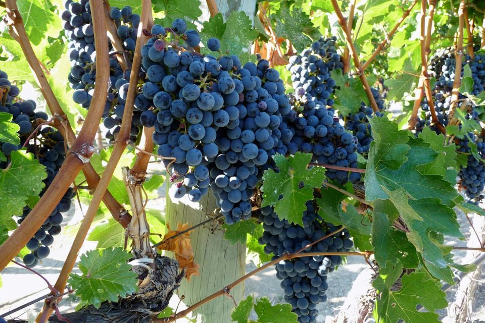 From Catania: Mount Etna Half-Day Tour and Wine Experience - Tour Inclusions