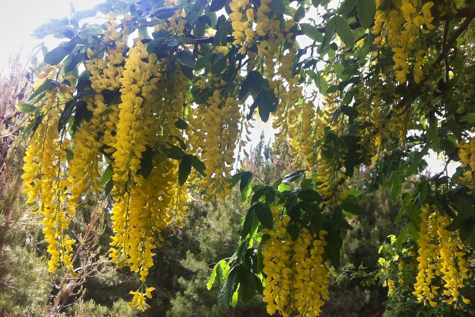 From Catania: Mount Etna Half-Day Tour and Wine Experience - Tasting Local Products