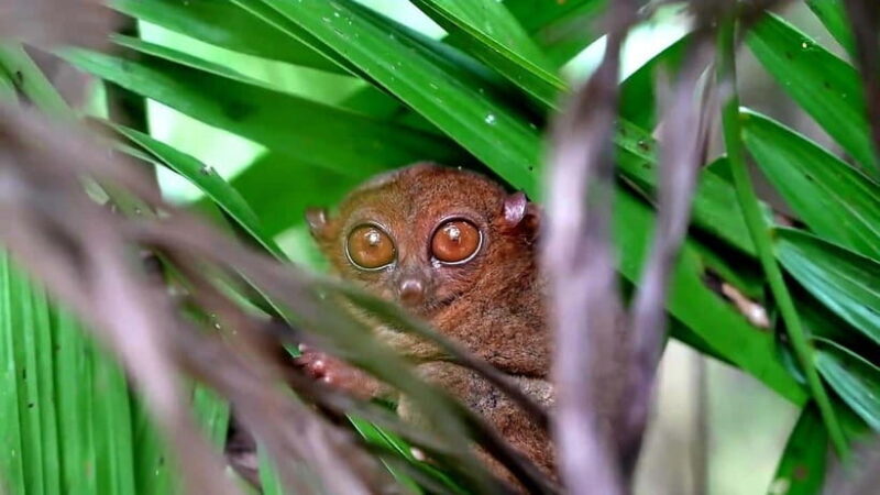 From Cebu: Bohol Countryside & Buffet Lunch Exclusive Tour - FAQs