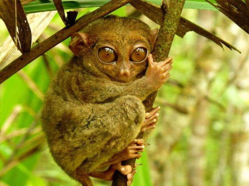 From Cebu: Bohol Countryside Tour Day Trip with Buffet Lunch - Introduction: What Makes This Tour Stand Out?