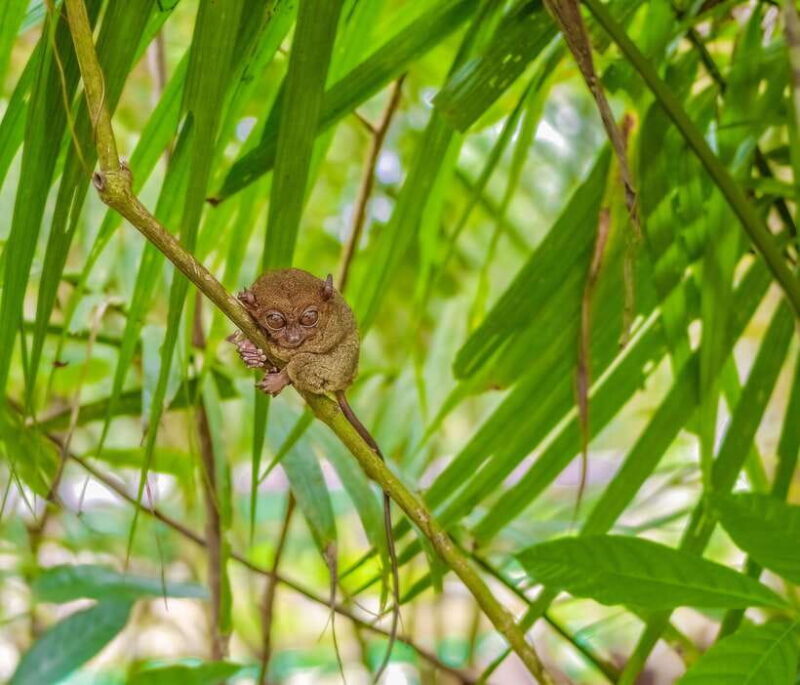 From Cebu City: Bohol Countryside Tour w/ Loboc Cruise Lunch - An In-Depth Look at the Tour