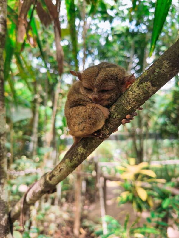 From Cebu City: Bohol Countryside Tour w/ Loboc Cruise Lunch - FAQ