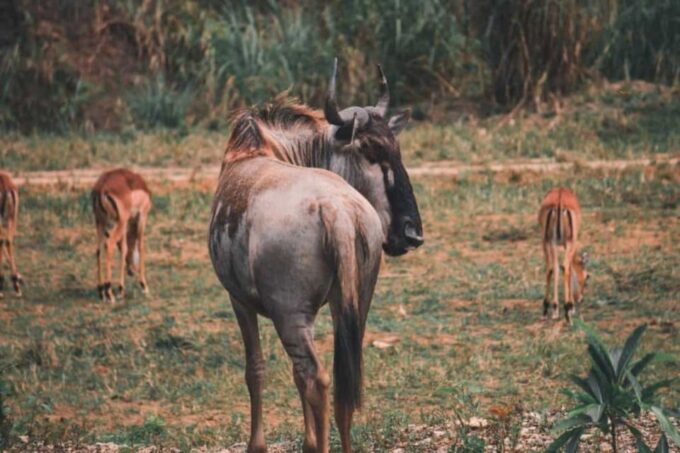 From Cebu City: Cebu Safari and Adventure Park Day Tour - Frequently Asked Questions
