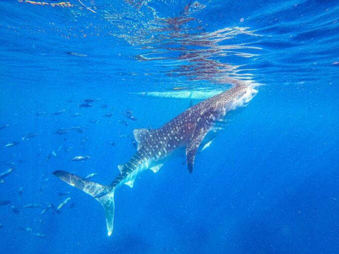 From Cebu: Oslob Whale Shark Snorkeling and Canyoning Tour - Tour Inclusions