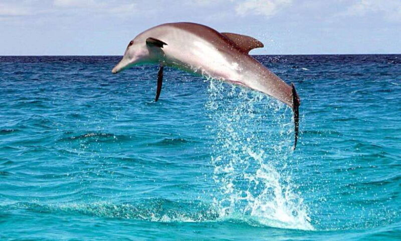 From Cebu:Pamilacan, Virgin Island, Dolphin Watching & Lunch - Is It Worth the Price?  