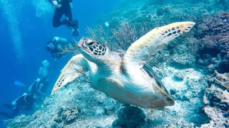From Cebu:Pamilacan, Virgin Island, Dolphin Watching & Lunch - Who Should Consider This Tour?  