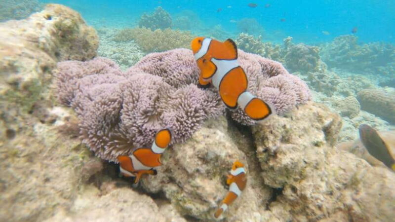 From Cebu:Pamilacan, Virgin Island, Dolphin Watching & Lunch - Final Thoughts  