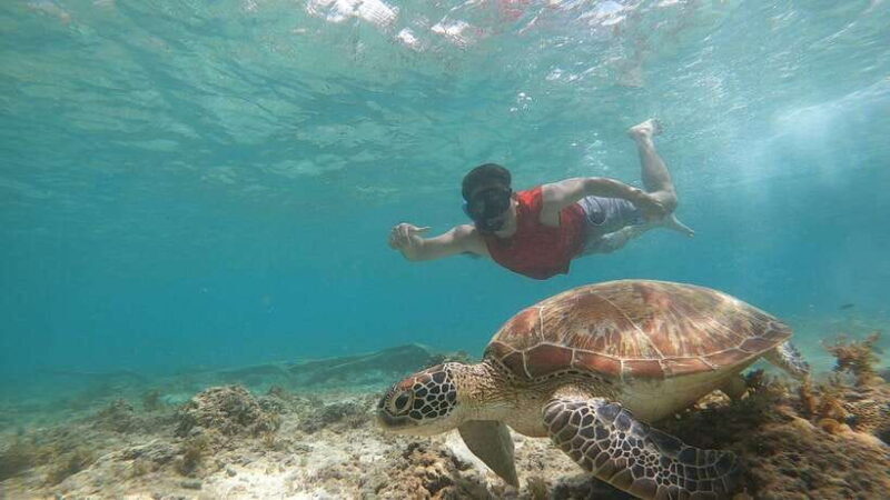 From Cebu:Pamilacan, Virgin Island, Dolphin Watching & Lunch - FAQ  