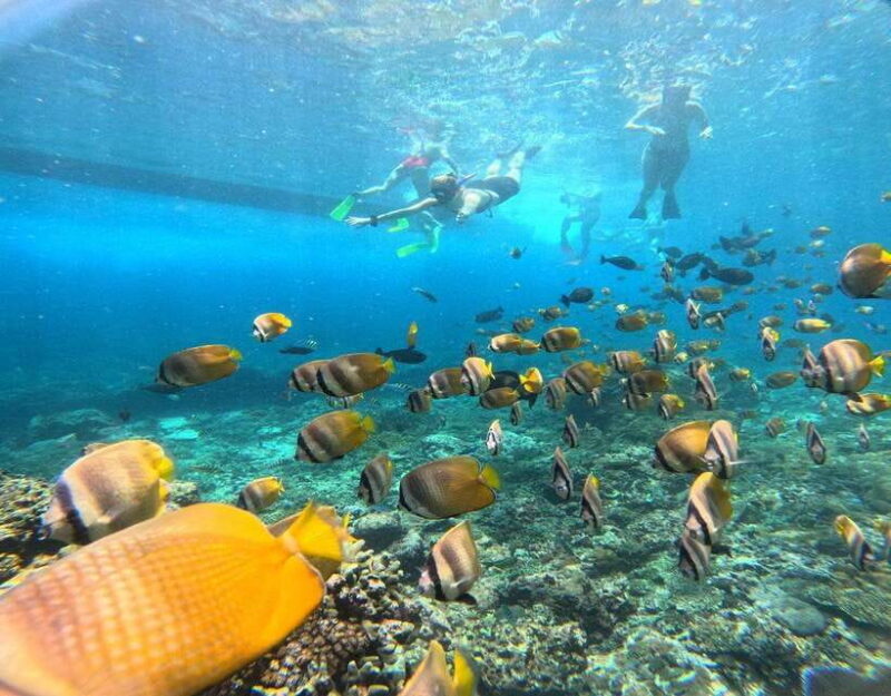 From Ceningan: Snorkeling with Manta Rays at Manta Point - Frequently Asked Questions