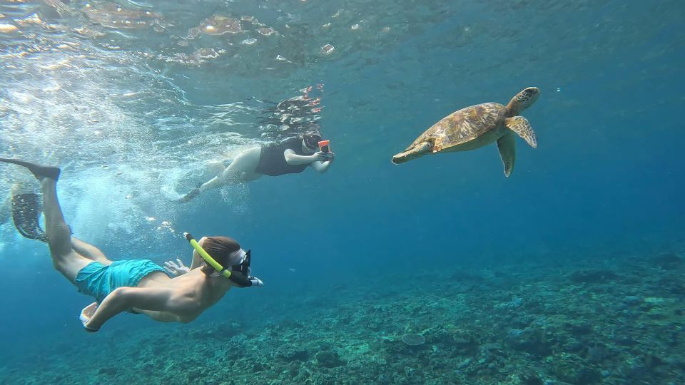 From Ceningan: Snorkeling With Turtle Experience - Cancellation and Booking Details