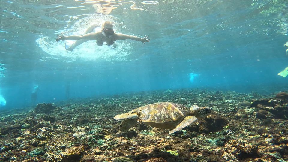 From Ceningan: Snorkeling With Turtle Experience - Frequently Asked Questions