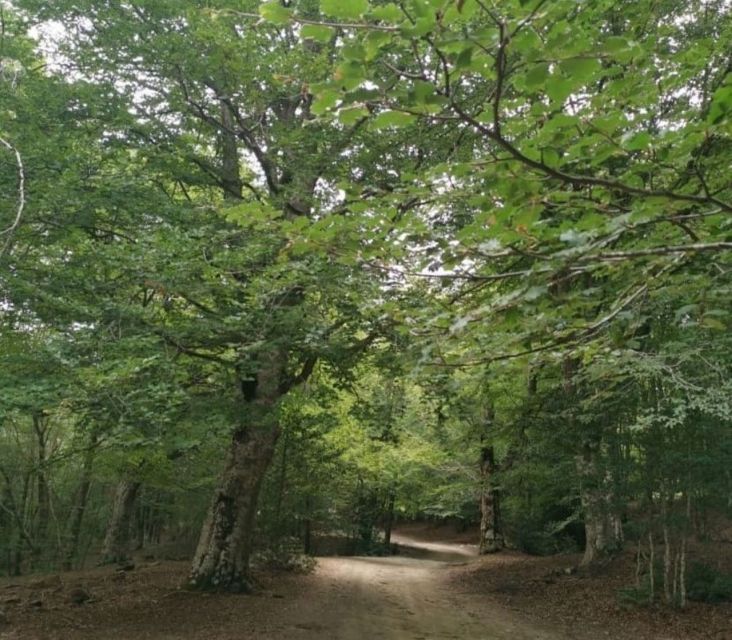 From Cesaro: Nebrodi Park by 4x4 Half-Day Trip - Pricing Information