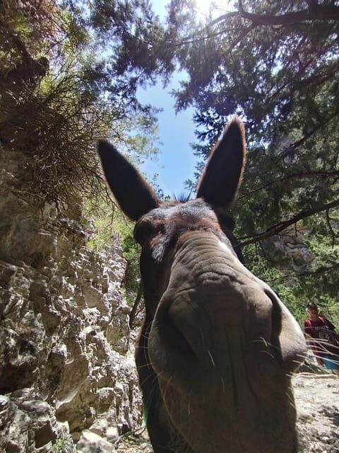 From Chania: Guided Tour to Loutro (Boat tickets Included) - FAQs