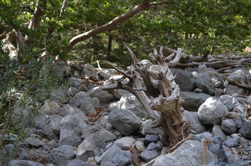 From Chania/Kalyves: Full-Day Samaria Gorge Hiking Day Trip - FAQs