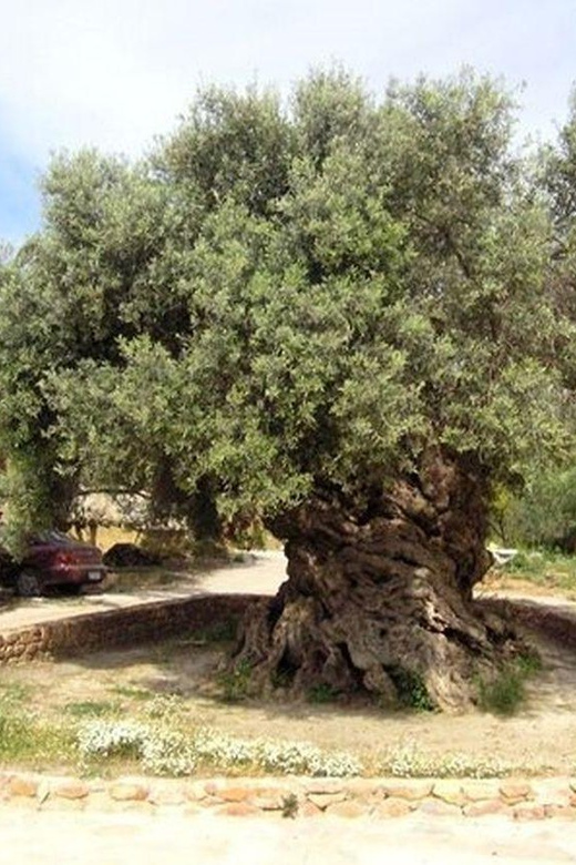 From Chania: Olive Oil, Wine, Cheese & Honey Tasting Tour - FAQ