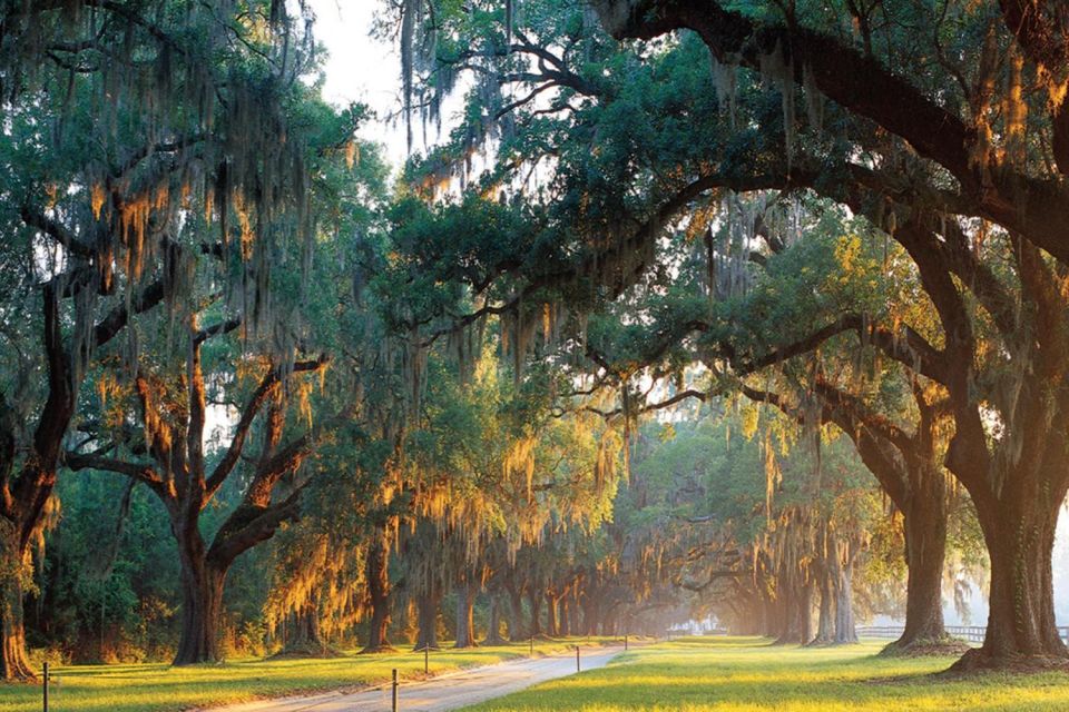 From Charleston: Boone Hall Plantation Entry With Transfers - Key Points