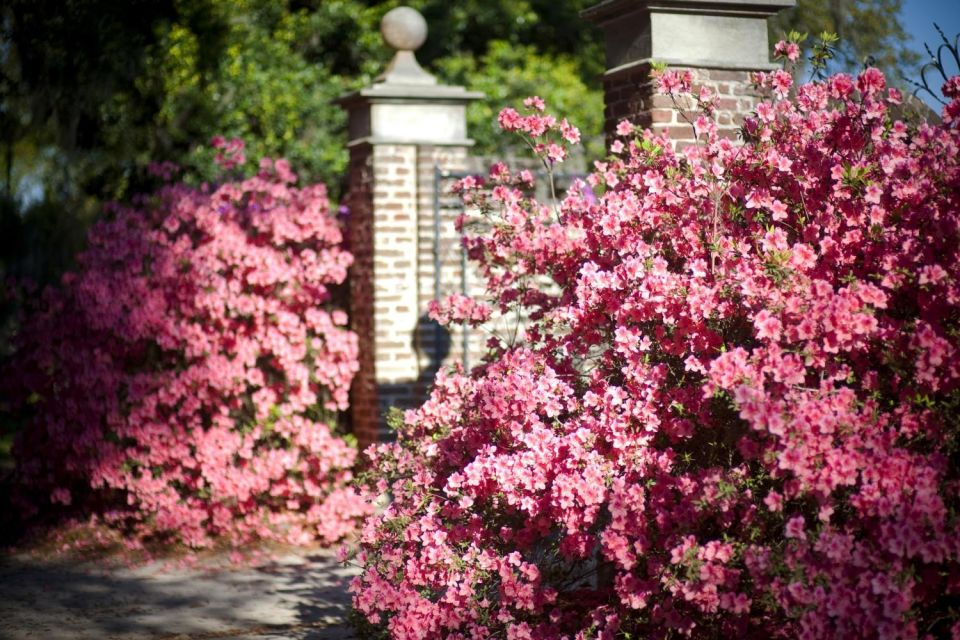 From Charleston: Boone Hall Plantation Entry With Transfers - Highlights of the Tour Experience