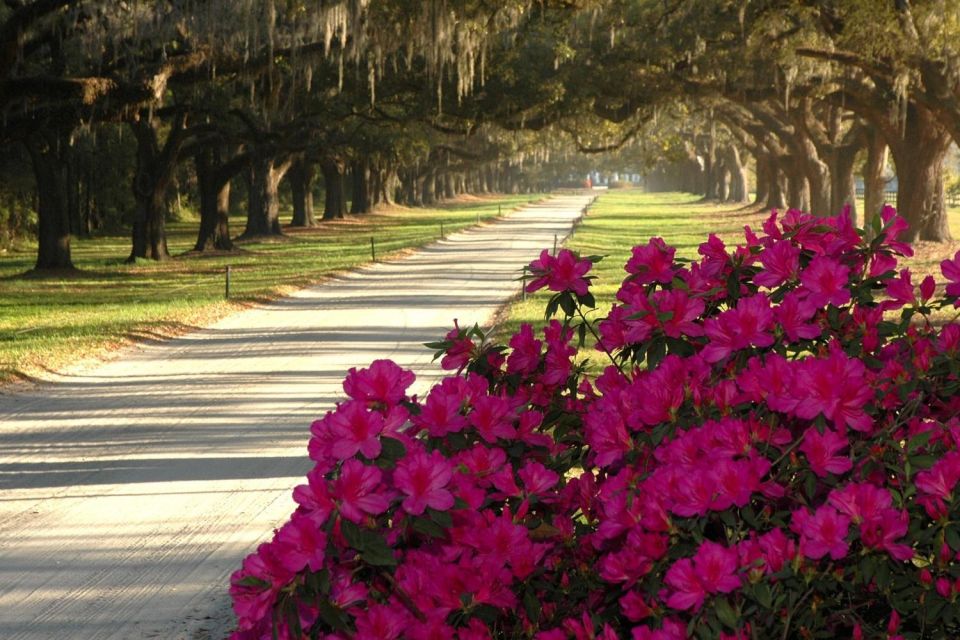From Charleston: Boone Hall Plantation Entry With Transfers - Transportation and Pickup Details