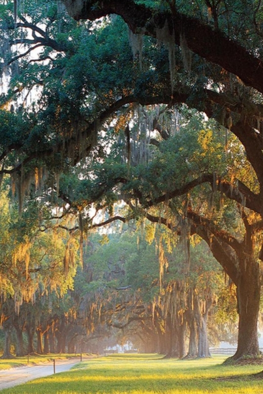 From Charleston: Boone Hall Plantation Entry With Transfers - Practical Information for Visitors
