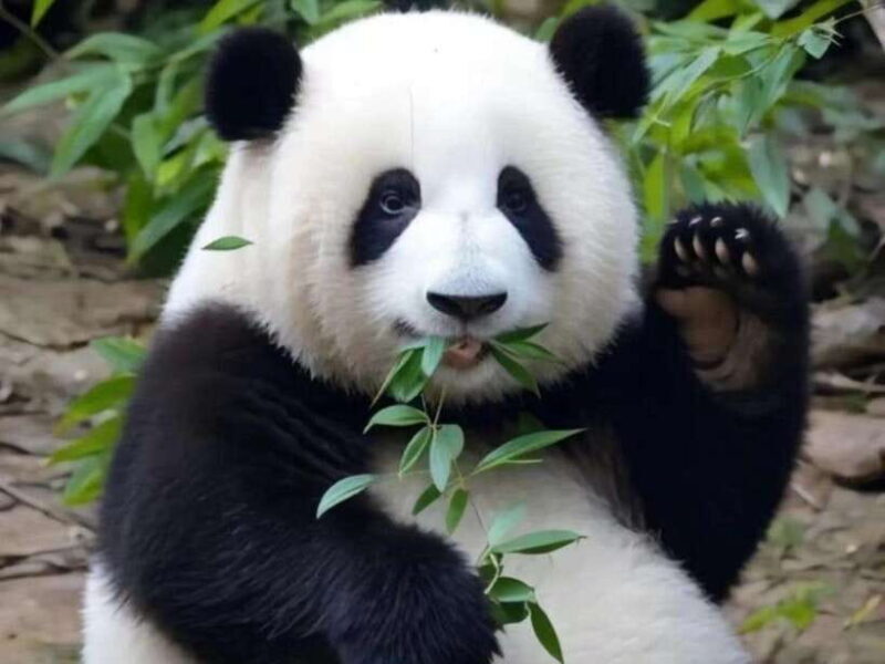 From Chengdu: Leshan Giant Buddha and Panda Base Day Trip - Key Points