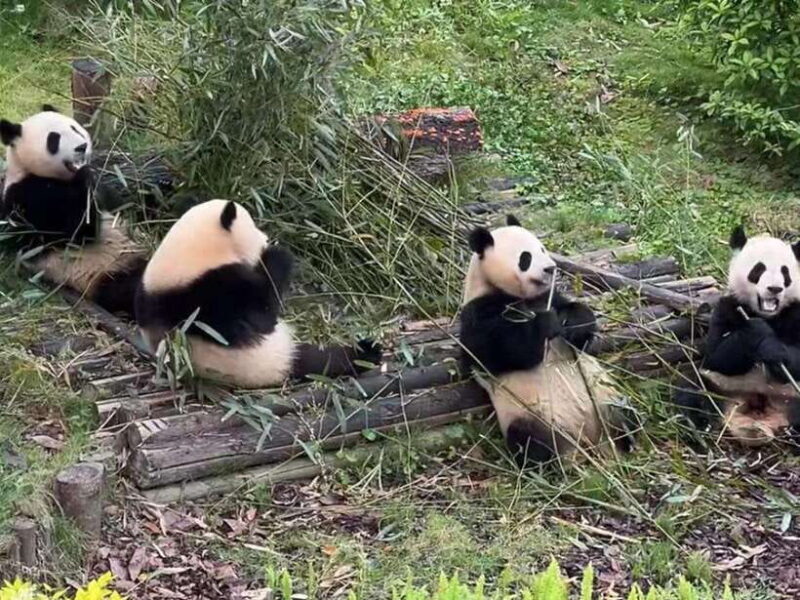From Chengdu: Leshan Giant Buddha and Panda Base Day Trip - Who Should Consider This Tour?