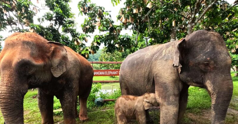 From Chiang Mai: Chiang Mai Elephant Care Morning Program - Highlights and Learning Experience