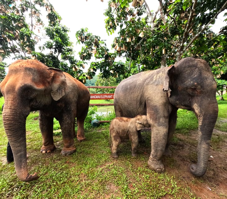 From Chiang Mai: Chiang Mai Elephant Care Morning Program - Convenient Hotel Pickup and Drop-off
