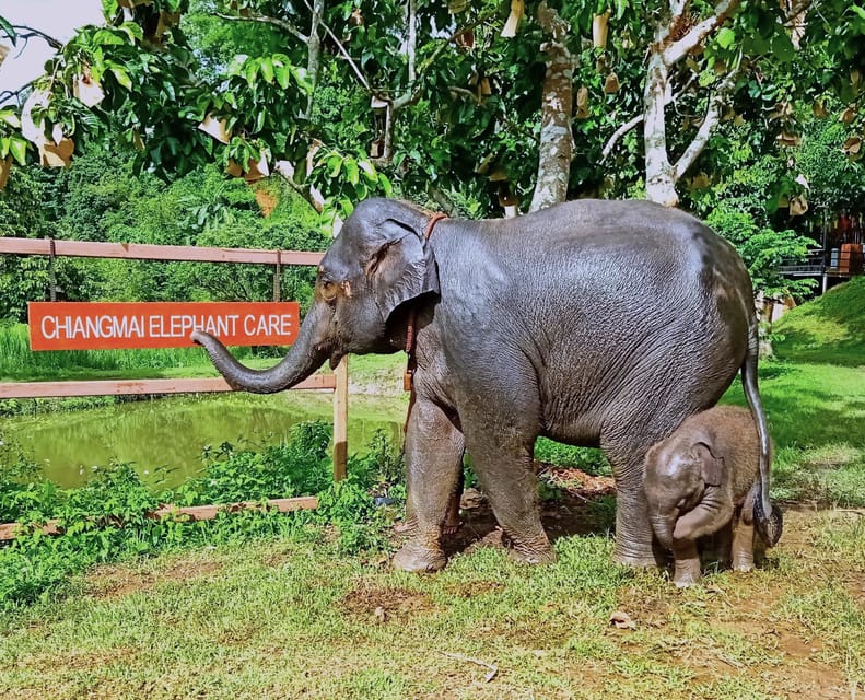 From Chiang Mai: Chiang Mai Elephant Care Morning Program - Flexible Booking and Cancellation Policy