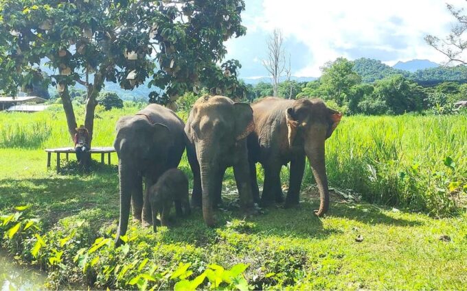 From Chiang Mai: Chiang Mai Elephant Care Morning Program - Knowledgeable and Caring Tour Guides