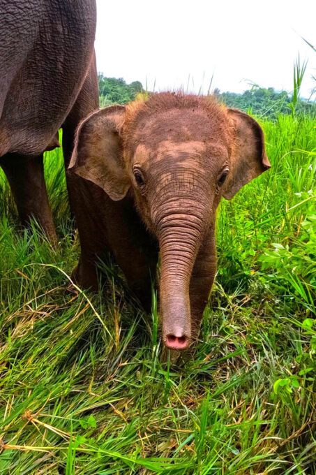 From Chiang Mai: Chiang Mai Elephant Care Morning Program - Delicious Home-cooked Lunch