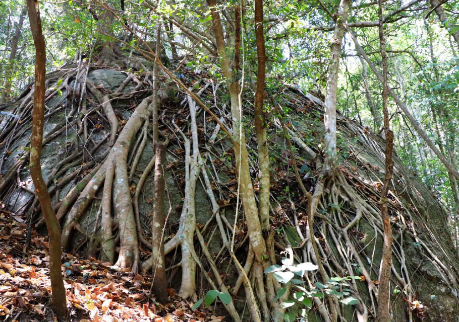 From Chiang Mai: Doi Inthanon National Park Hiking Tour - Hiking Doi Inthanon