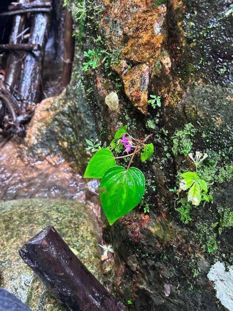From Chiang Mai: Doi Saket Hiking Tour With Lunch - Tribal Community Preservation