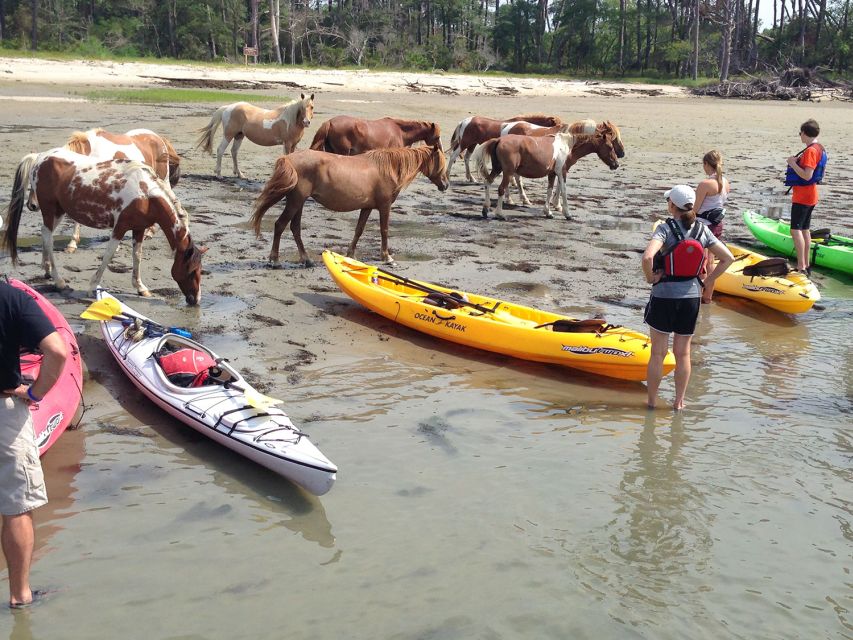 From Chincoteague: Guided Kayak Tour to Assateague Island - Highlights of the Excursion