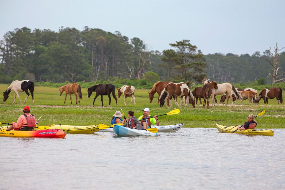 From Chincoteague: Guided Kayak Tour to Assateague Island - Equipment and Gear Provided