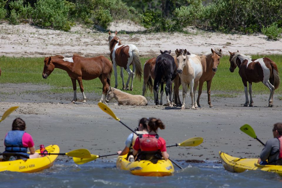 From Chincoteague: Guided Kayak Tour to Assateague Island - Accessibility and Restrictions