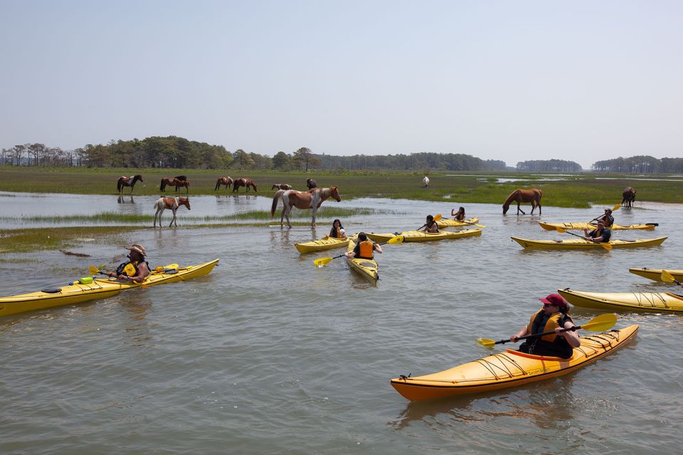 From Chincoteague: Guided Kayak Tour to Assateague Island - Recap