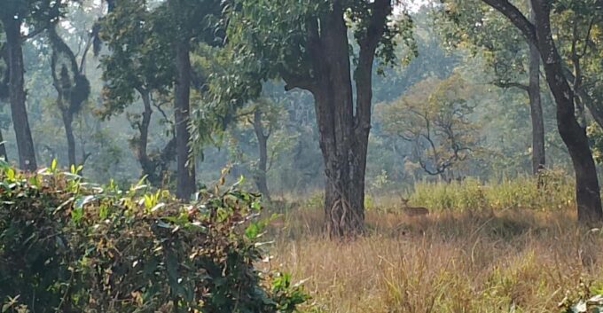 From Chitwan: Full Day Nature Hiking In National Park - What to Bring