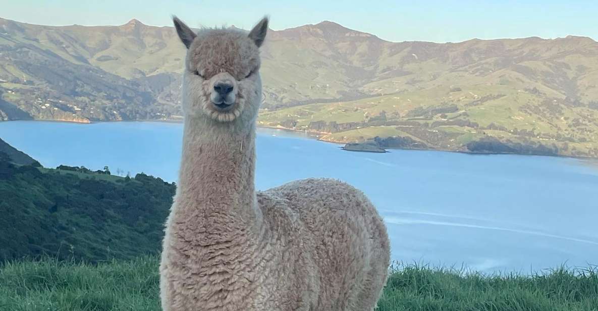 From Christchurch: Akaroa Day Tour With Optional Cruise - Pricing and Duration