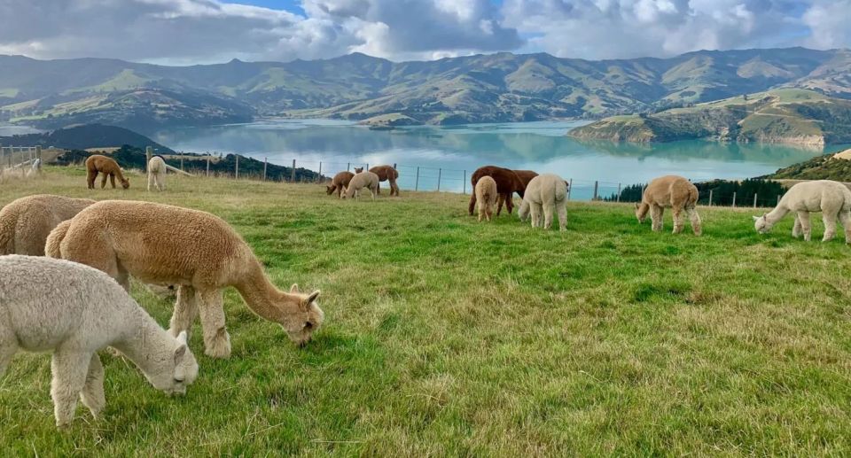 From Christchurch: Akaroa Day Tour With Optional Cruise - Highlights of the Tour