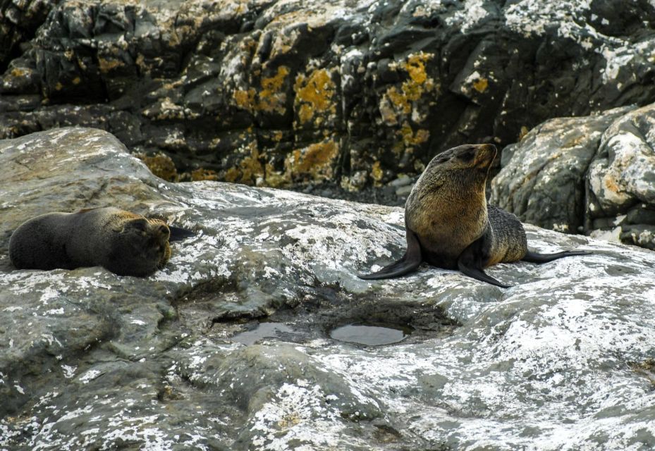 From Christchurch: Kaikoura Day Tour With Dolphin Cruise - Key Points