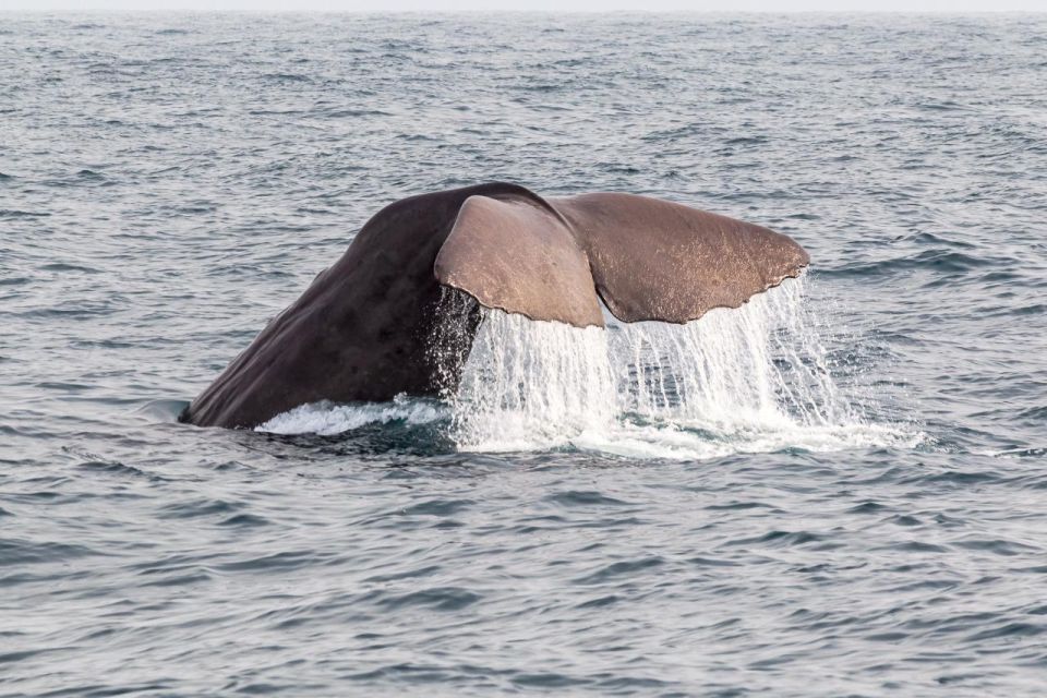 From Christchurch: Kaikoura Day Tour With Dolphin Cruise - Reservation & Pickup Details