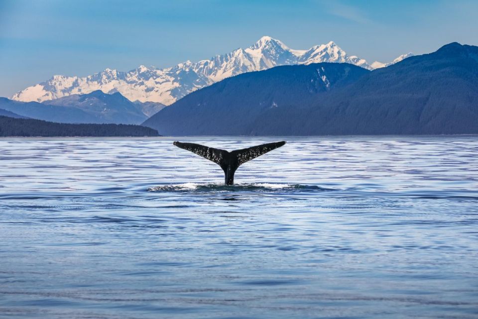 From Christchurch: Kaikoura Whale Watching Day Tour - Highlights