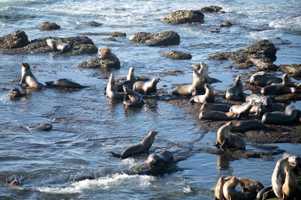 From Christchurch: Kaikoura Whale Watching Day Tour - Frequently Asked Questions