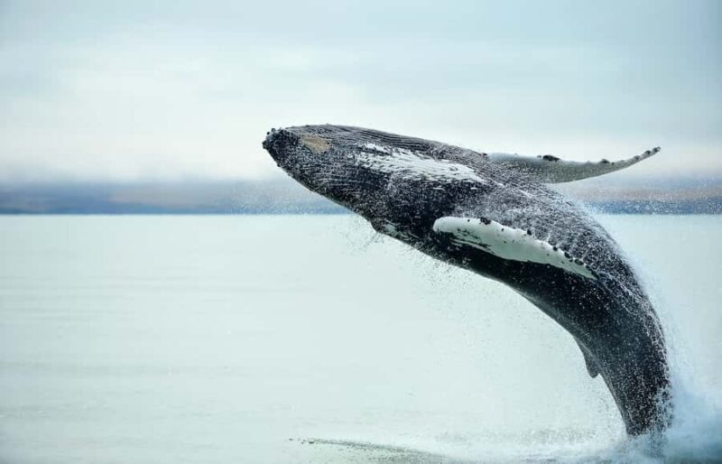 From Christchurch: Kaikura Day Tour with Whale Watching - The Value Proposition